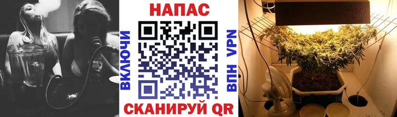 МАРИХУАНА тримм сколько стоит Сураж